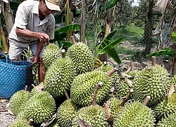 Chỉ 1 tuần, giá sầu riêng bốc hơi 10.000 đ/kg, nhà vườn nháo nhác