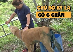 Kỳ lạ bò 6 chân, biết buồn biết khóc ở Phú Quốc