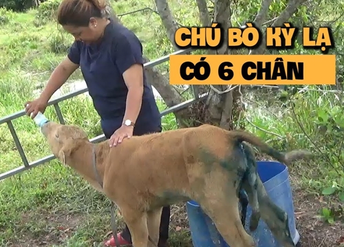 Kỳ lạ bò 6 chân, biết buồn biết khóc ở Phú Quốc