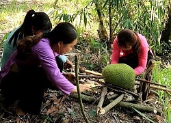 Ăn Mít Nướng có ngon như lời đồn hay không?