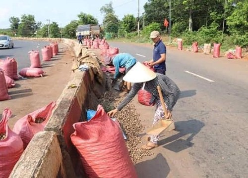 Dân giúp tài xế gom hàng chục tấn hạt điều bị đổ ra đường