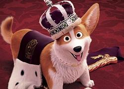 'The Queen's Corgi': Màn cung đấu của những chú chó hoàng gia