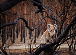 Ảnh thiên nhiên tuyệt đẹp từ Natural World Photography