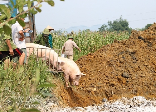 "Bão" dịch tả lợn châu Phi lây đang lan nhanh tại Phú Thọ