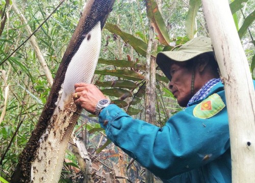 Cà Mau: Muốn nghề gác kèo ong, muối ba khía là di sản phi vật thể