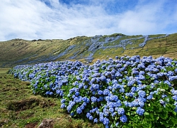 Cánh đồng hoa cẩm tú cầu khoe sắc tuyệt đẹp ở &#8220;Blue Island&#8221;