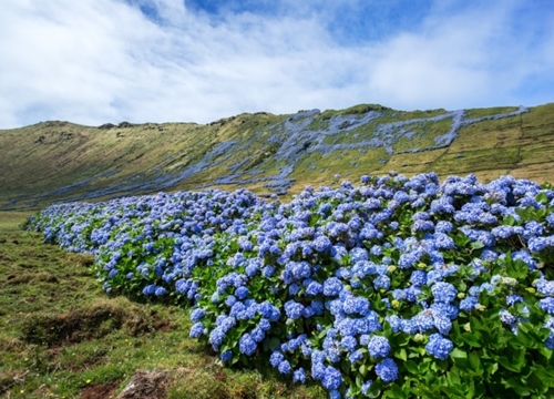 Cánh đồng hoa cẩm tú cầu khoe sắc tuyệt đẹp ở "Blue Island"