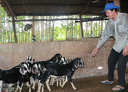 Giá dê tăng cao, nông dân Bình Phước bán dê gom tiền xây nhà bự