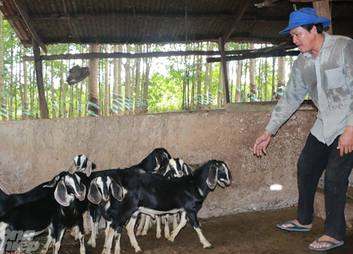 Giá dê tăng cao, nông dân Bình Phước bán dê gom tiền xây nhà bự