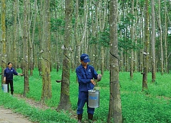 GVR đặt mục tiêu chuyển niêm yết lên HOSE trong năm nay