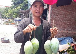 Huyện Yên Châu (Sơn La): Sẵn sàng cho Ngày hội Xoài năm 2019