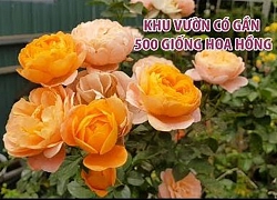 Khu vườn kỳ thú ở Đà Lạt có gần 500 giống hoa hồng