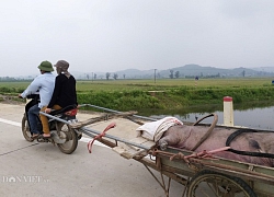 Ninh Bình: Xã tiêu hủy lợn dịch ẩu, dùng tay không, dân lo nơm nớp