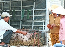 Quảng Nam: Hỗ trợ người dân có heo bị tiêu huỷ do dịch tả heo châu Phi