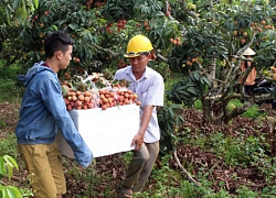 Trung Quốc "đặt chỗ" 36 mã số vùng trồng vải thiều Lục Ngạn