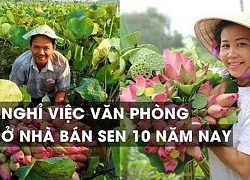 Cô gái đẹp nghỉ việc văn phòng ra đồng trồng sen, cắm sen hơn 10 năm