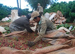 Giá cà phê thế giới thấp nhất 3 năm qua, cà phê trong nước lao dốc