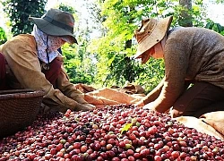 Giá nông sản ngày 6/5: Giá cà phê giảm nhẹ, giá tiêu đi ngang