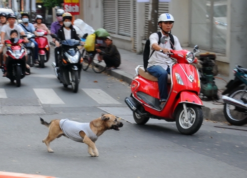 Long An: Tai nạn chết người vì tránh chó thả rông