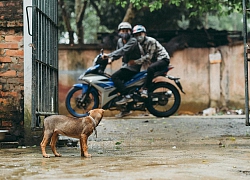 Nhóm bạn trẻ thực hiện bộ ảnh lên án nạn trộm chó khiến dân tình xôn xao