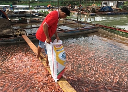 Vĩnh Long phát huy tiềm năng nuôi thủy sản lồng/bè