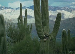 Xương rồng Saguaro Lính canh vùng Tây Nam