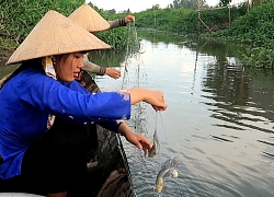 Buổi Chiều Giăng Lưới Dính 40 Con Cá không thể nào ăn hết