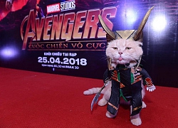 Chú mèo tên Chó lại gây cười khi 'hóa thân' thành anh hùng Avengers