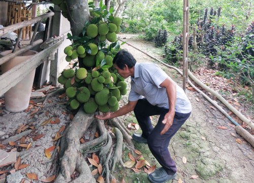 Của hiếm ở miền Tây: Cây mít Tố Tây trái từ gốc tới ngọn, 8 tháng "chửa đẻ"