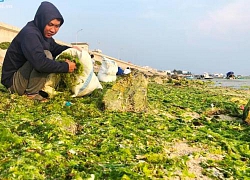 Độc chiêu ở Lý Sơn: "Biến" của nợ từ biển thành phân bón cực tốt