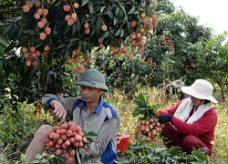 Đưa vải thiều sang Trung Quốc: An tâm khi có mã số vùng trồng