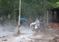 Lo ngại: Sau Đồng Nai, dịch tả lợn Châu Phi xuất hiện ở Bình Phước