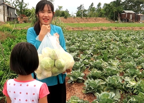 Nhìn thấy thu hoạch Bắp Cải xin vào Mót để có bữa cơm ngon