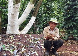 Nông dân điêu đứng vì 'ghen ăn tức ở'