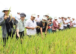 Nông dân xứ Thanh "mê" nhiều giống lúa chất lượng cao của Vinaseed