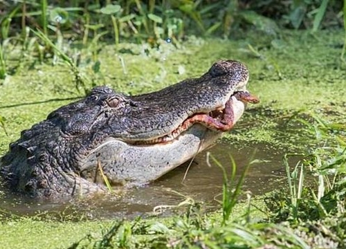 Rắn vùng vẫy thoát khỏi bộ hàm sắc nhọn của cá sấu đói và cái kết nghẹt thở