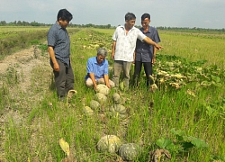 Trồng hoa màu dưới ruộng, thu hàng trăm triệu đồng