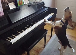 Chú chó trổ tài vừa hát vừa chơi piano khiến bao người ngỡ ngàng