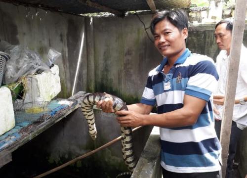 "Công tử" Bạc Liêu nuôi lúc nhúc loài rắn bự trong bể xi măng