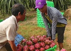 Giá thanh long Bình Thuận bất ngờ tăng mạnh