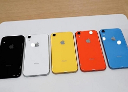 iPhone Xr 2019 sẽ có 2 màu mới thay thế cam và xanh