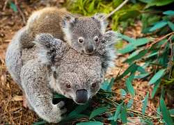 Khoa học tuyên bố gấu koala chính thức "tuyệt chủng về chức năng" nhưng điều đó có ý nghĩa gì?