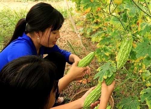 Mới lại với món kho Khổ qua dồn thịt của thiếu nữ