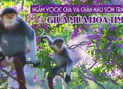 Ngắm vọoc chà vá chân nâu sơn trà giữa mùa hoa tím