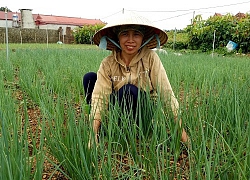 Ở nơi này dân khấm khá nhờ mỗi năm bán ra 3.000 tấn rau ngon