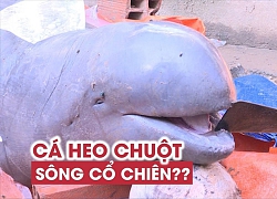 Bắt được cá khủng nghi là cá heo chuột trên sông Cổ Chiên