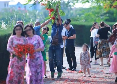 CDM phẫn nộ với hình ảnh nhóm du khách thản nhiên ngắt hoa, bẻ cành trên tuyến đường hoa phượng tại Hải Phòng