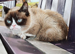 Grumpy Cat - cô mèo cáu kỉnh nhất thế giới với hơn 8 triệu người theo dõi đã qua đời