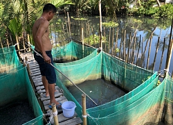 Nhà máy mía đường tại Hậu Giang là nguyên nhân gây ô nhiễm trên sông Cái Lớn