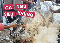 Cận cảnh cá ngừ siêu "khủng" ngư dân Phú Yên câu được ở Trường Sa